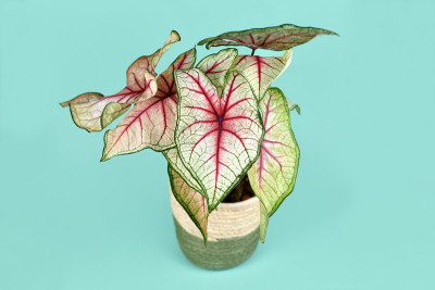 奇异的“白皇后Caladium”植物