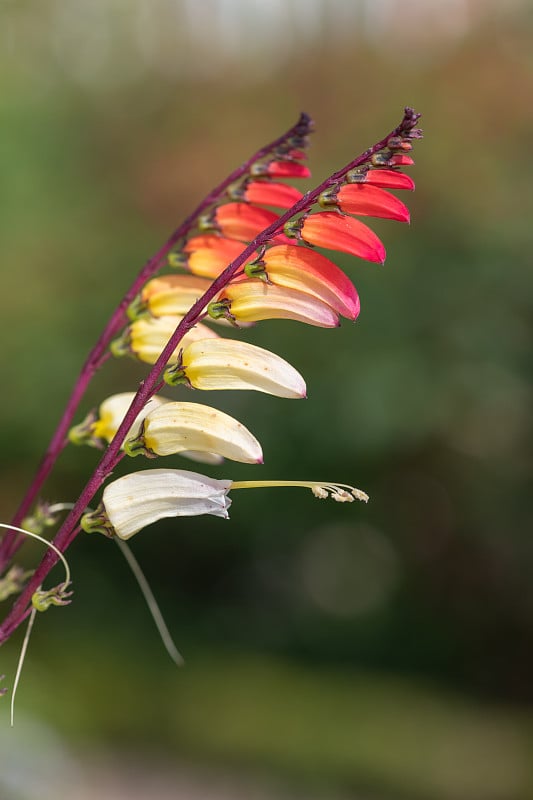 火藤(番荔枝)花