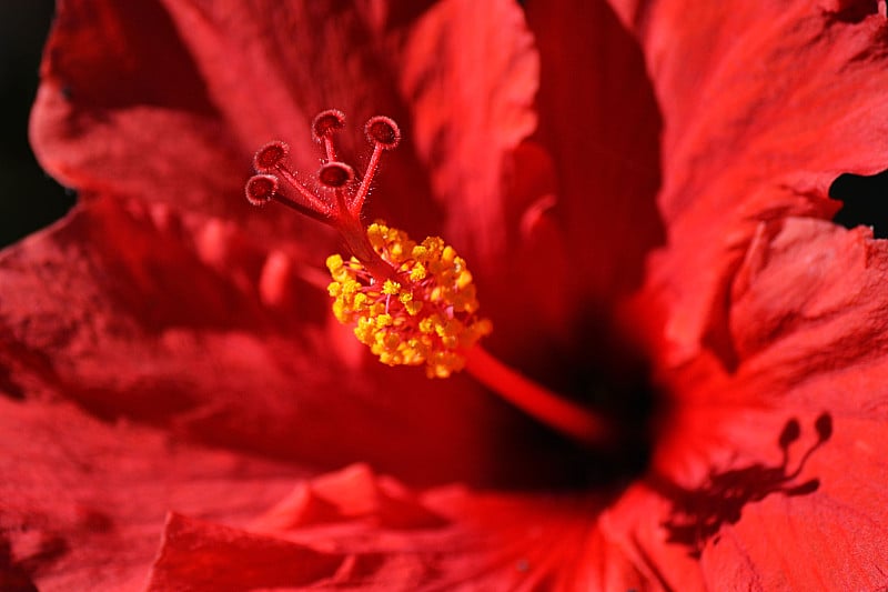 夏威夷胭脂芙蓉