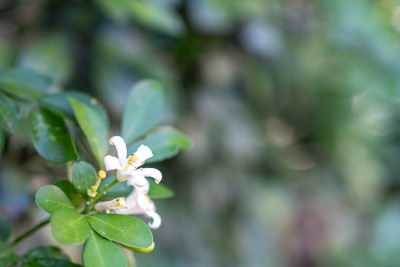 白花，橙茉莉(Murraya paniculata)，缎木，化妆树皮树，在花园里。