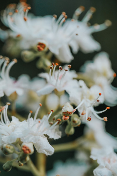 板栗花宏
