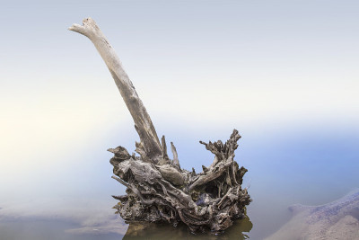 沼泽中风化的浮木