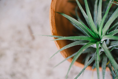Tillandsia