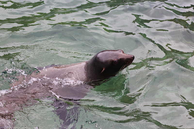 加州海狮(Zalophus californianus)