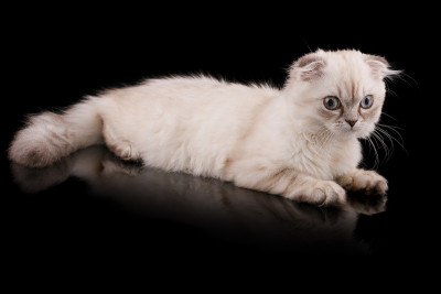 小猫