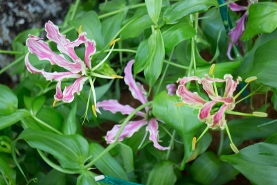 花园里盛开着粉红色的Gloriosa花