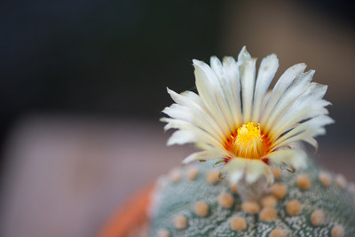 仙人掌的花