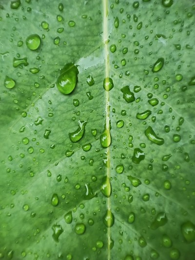 树叶和水滴