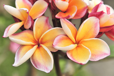 Plumeria