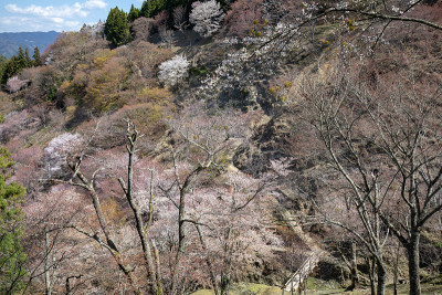 吉野山的樱花