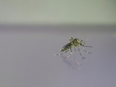 水上的蚊子在蚊子幼虫之后。它是一种引起疾病的动物，登革热和