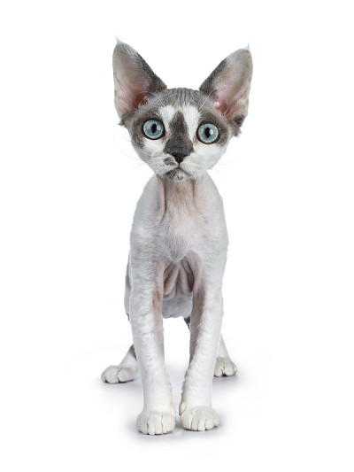 可爱的蓝色唐卡尼斯点与白色德文雷克斯猫小猫女孩，站在前面的观点，孤立在一个白色的背景直视着相机与华丽