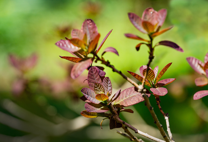 Cotinus coggygria Royal purple (Rhus Cotinus，欧洲烟树)