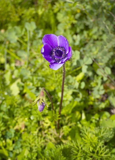 希腊阳光明媚的日子里，丁香花银莲花