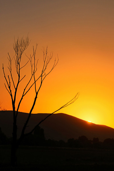 树后的夕阳