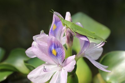 水葫芦花和菖蒲
