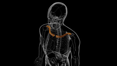 人类骨骼解剖锁骨3D渲染