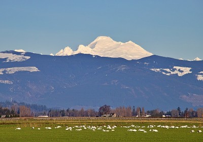 贝克山和号手天鹅