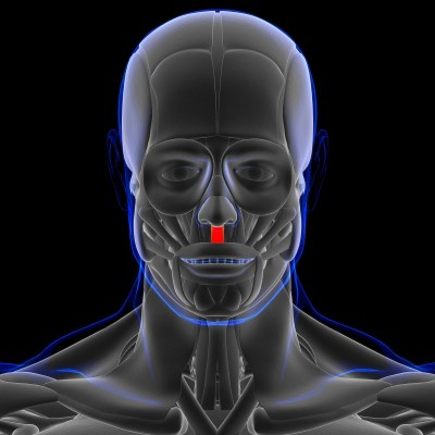降鼻中隔肌肉解剖医学概念3D