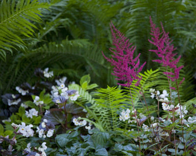 astilbe