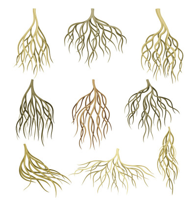根系。茎,地下根茎。植物学或树木学要素矢量插图