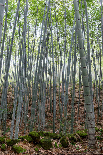 直竹林青竹林