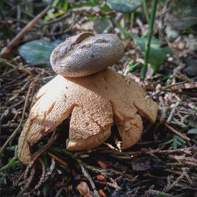 Earthstar