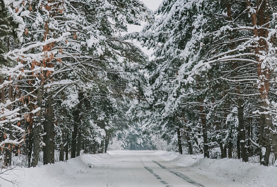 在一场大雪中白雪覆盖的松林景观