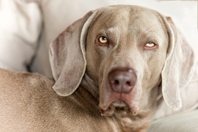 魏玛猎犬躺在毯子上。累的狗的眼睛。狗头的细节。