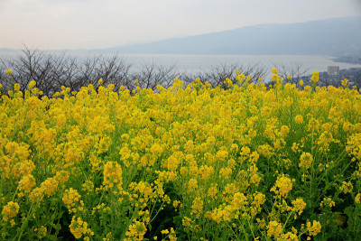 鲜花和相模湾