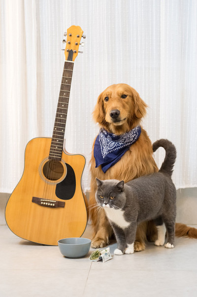 金毛猎犬，英国短毛犬和吉他