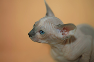 斯芬克斯无毛猫