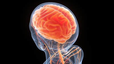 人体神经系统中枢器官脑解剖学