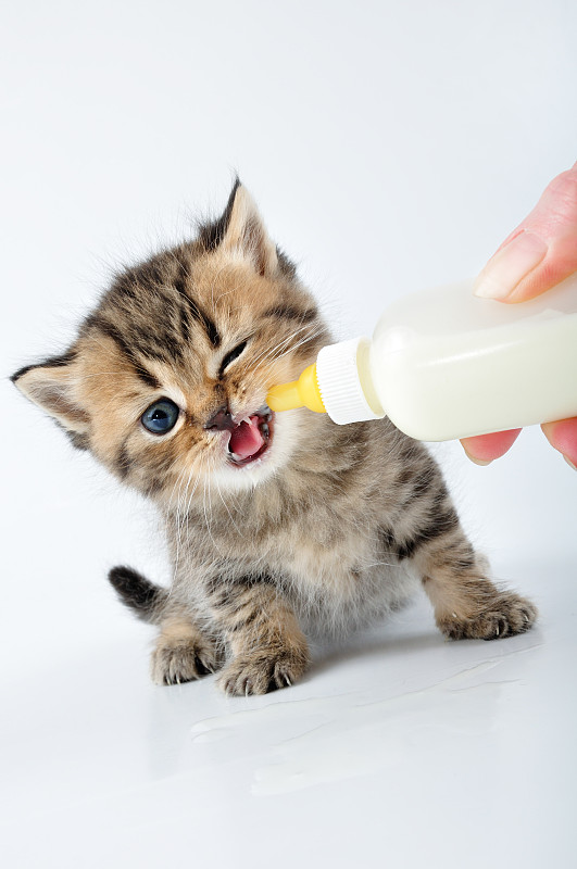 用奶瓶喂小猫