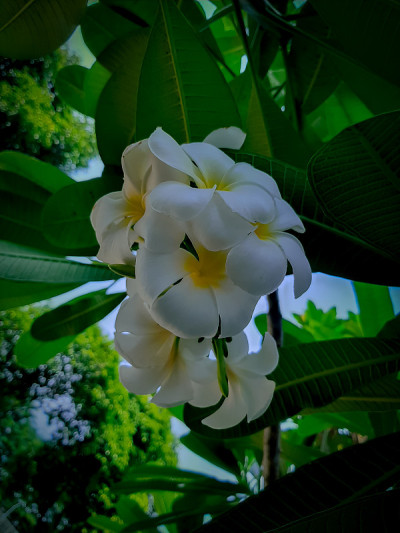 花