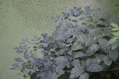 勒芒小夏末