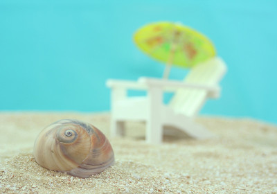 海贝壳