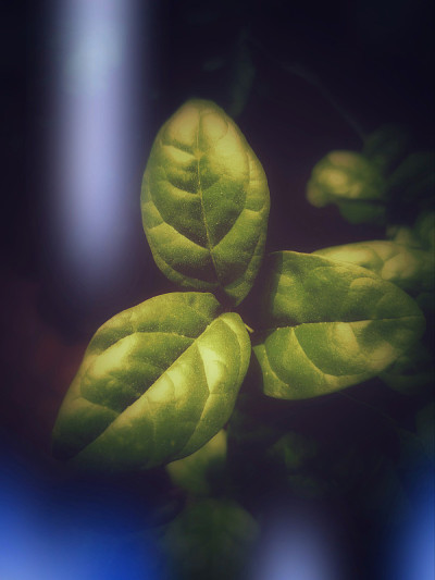 一个美丽的茉莉花叶子的特写镜头与黑暗的背景