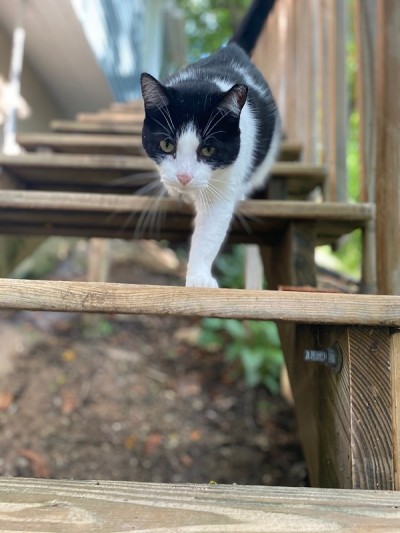 猫走