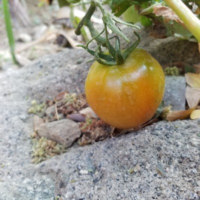 番茄