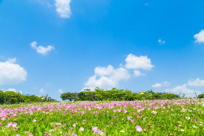 月见草的花