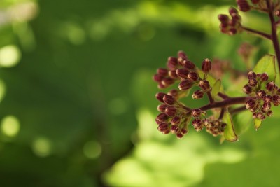 花园里五颜六色的蔷薇花