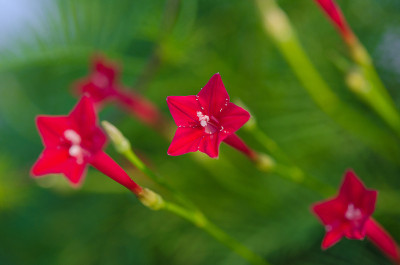红柏藤花