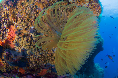 地中海fanworm