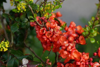 迷你红色花的背景。背景创建微距捕捉红花与叶子