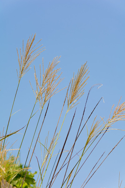 日本潘帕斯草(芒)银草斑马草