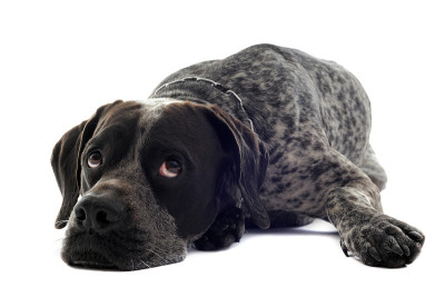 累了短毛指示犬