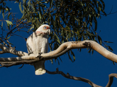 长嘴Corella (Cacatua tenuirostris)