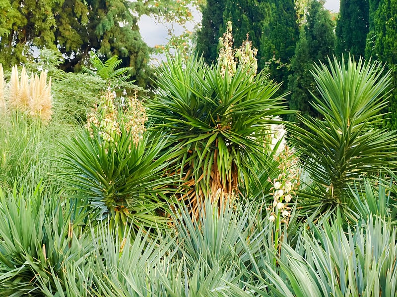 植物园里的丝兰植物