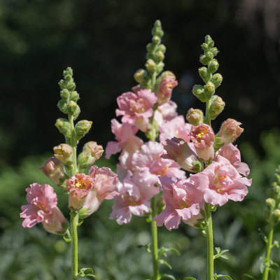 Snapdragon小老头